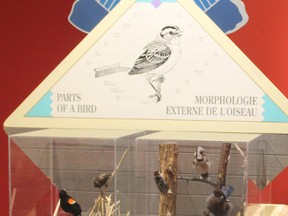 “Our Feathered Friends” are the focus of a new exhibition at the Timmins Museum: National Exhibition Centre. The exhibition on birds is running until July 7. Museum communications representative Patrick Harris displays one of the exhibits.
