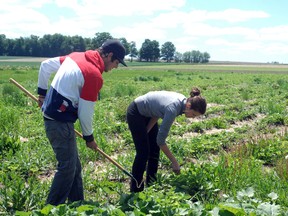 Eli Rudy, left, and Michelle Kaufman hoe the weeds out of strawberry garden by hand. (QMI Agency file photo)