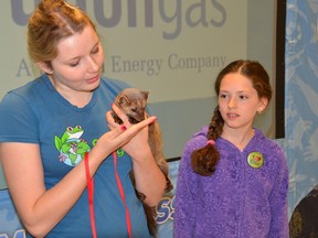 Earth Rangers presenter Amanda Corbett, shows Timber the pine martin to Vanessa Weight, 10, after a presentation at Bayview Public School on Tuesday. (Rob Gowan The Sun Times)