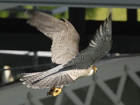 A peregrine falcon flies around the Blue Water Bridge in this Michigan Department of Transportation file photo. The department, in conjunction with the Department of National Resources join together to place identity bands on chicks that nest over the St. Clair River under the north span of the bridge. It is believed that chicks have hatches in the nest.