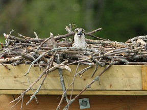 Ospreys are being blamed for the most recent power outages in the east end of Kingston.