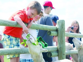 The sheep returned to Fort Saskatchewan last Sunday as part of the annual Legacy Festival at Legacy Park.

Photo by Aaron Taylor/QMI Agency/Fort Saskatchewan Record