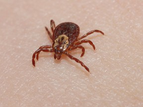 So far, the Brant County Health Unit has seen no identified black-legged ticks -- the only type that causes Lyme disease. Brown-legged ticks, or dog ticks, are not dangerous to humans. (QMI file photo)