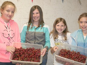 Gregory Drive Public School Grade 7 students Abby Richards and Alyssa Milne, and Grade 5 students Bella McKimm-Ashton and Tara Moore show off some of the grapes they distributed to classrooms at the school on June 6.