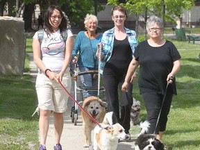 (L-R) Hillary Forbes (with "Annie"), Chris Burrows (with "Zarzy"), Michelle Bruce (with "Gabe") and  Roanna Hepburn (with "Bentley") take their dogs through Joe Zuken Park in Winnipeg, Man. Thursday June 06, 2013 to discourage crack dealers. (BRIAN DONOGH/WINNIPEG SUN)