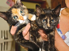 Two eight-week old kittens that were found in downtown Kenora are now available at the Cat Shelter.
MARNEY BLUNT/Daily Miner and News