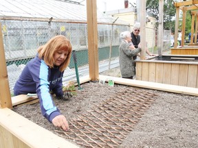 Margaret Julian prepares her planting bed at a community garden at Vale's Copper Cliff greenhouse on Friday, June 7, 2013. JOHN LAPPA/THE SUDBURY STAR/QMI AGENCY