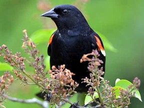A red-winged blackbird keeps an eye on the pathway adjacent to its nest Friday. (SCOTT WISHART The Beacon Herald)