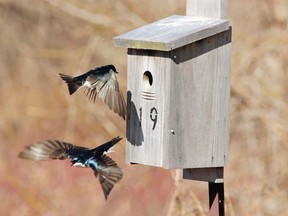 Tree swallows.
Submitted photo/BRIAN MORIN