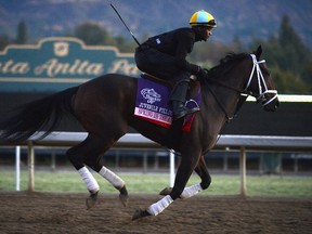 Spring in the Air, shown training for the 2012 Breeders’ Cup, should be “very tough to beat” at Sunday’s Woodbine Oaks. (GETTY IMAGES)