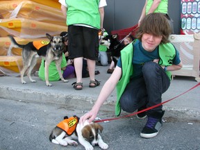 It's a Dog's Life canine fostering network volunteer Chase Wilson with Beagle cross pup Yoda during the Meet the Hounds event at Canadian Tire, Saturday June 8.
REG CLAYTON/Miner and News