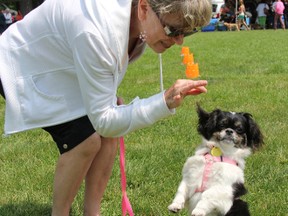 Paulette Monstrey, of Wallaceburg, Ont., gets her dog Gabrielle to sit pretty at the People Pet Walk-A-Thon Sunday, June 9, 2013. The annual humane society fundraiser moved to Canatara Park this year and featured a variety of vendors and musical acts. (BARBARA SIMPSON, The Observer)