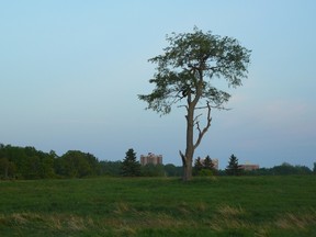 Collins Bay tree
