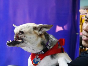 A veterinarian holds Kabang, a mongrel dog, during a news conference, after her return to the Philippines after eight months of surgery and treatment in the U.S., in Makati, Metro Manila June 8, 2013. REUTERS/Erik De Castro