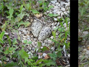 A killdeer, and its nest, in Mount Elgin Saturday. CHRIS ABBOTT/TILLSONBURG NEWS