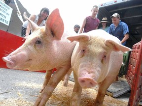 Hogs arrive for the Junior Barrow Show at the Ontario Pork Congress at Burnside Agriplex in Stratford, Ont., on Wednesday, June 20, 2012. (Beacon Herald file photo)