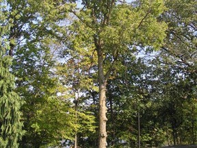 A mature Delta Hackberry. Trees of various sizes are available from Jeffries Nurseries Portage la Prairie. Strong points include suitability in extreme city conditions and resistance to Dutch elm disease. Ted tells more, following a tribute to Dads. (TED MESEYTON/SUBMITTED PHOTO)
