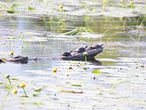 Painted turtle is the only species in Ontario not listed as a species at risk. Turtles are often seen basking on logs in wetlands. KYLA STANDEVEN/SPECIAL TO QMI AGENCY