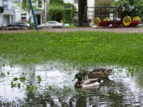 A pair of ducks might have been the only ones that enjoyed McBurney Park the past few days. Downpours have flooded many parts of the park along with much of Kingston. 
Sam Koebrich for The Whig-Standard