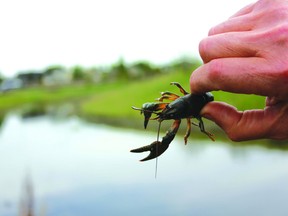 Northern crayfish found in Airdrie_s Nose Creek