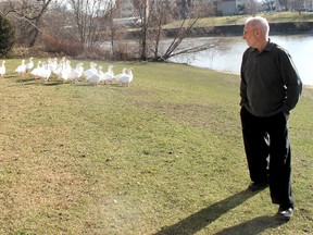 Jim Daley, superintendent of Thames Park Towers on Mary Street in Chatham, chases large, white geese off the front yard of the apartment complex. Daley said some of the geese have returned and he wants the situation addressed. BOB BOUGHNER/ THE CHATHAM DAILY NEWS/ QMI AGENCY