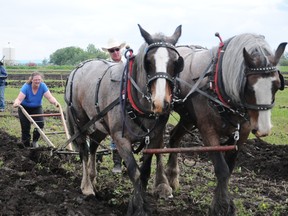 Gail Roessler guides her plow at a previous year's Wanham Plowing Competition. (DHT file photo)