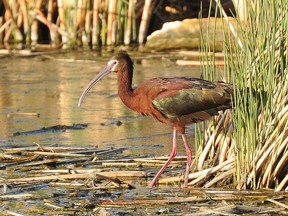 PHOTO COURTESY OF JOHN REASBECK. Frank Lake is one of the largest colonies of the white-faced ibis' in Alberta. Photographers, birding enthusiasts and tourists are being asked to stay out of the emergent cattail rushes and keep a safe distance from nesting grounds.