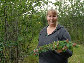 Saskatoon berries, a western Canadian plant, surround Marlene Beyerlein, of Bayfield Berry Farm. Its fruit looks and tastes similar to blueberries.