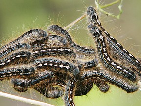 Tent caterpillar outbreaks are part of nature’s cycle. (QMI Agency file photo)