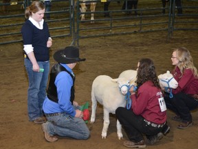 Judges Rae and Thomas Elliott look over the lambs of Jess Verstappen and Samantha Stokes during the East Peace 4-H District show held in High Prairie. (Photo by Veikko Makela)