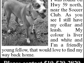 Lost dog