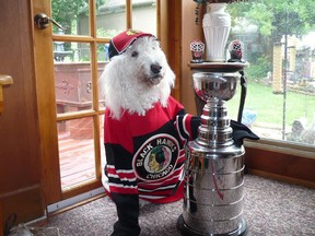 Bella, George and Irene Luzanski's 8-year-old Golden Doodle, sports a Chicago Blackhawks jersey and hat in support of the team, which is headed for game two of the Stanley Cup finals against the Boston Bruins on Saturday night.  (Submitted photo)