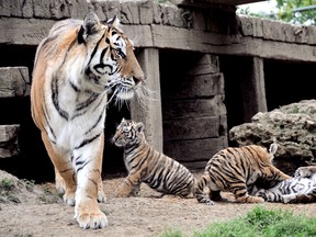 Tiger Lily, a 13-year-old siberian tiger, watches the children and parents lining her enclosure to get a glimpse of her seven-week old kittens. This is her second litter in two years with partner Rufus at Greenview Aviaries Park and Zoo. PHOTO TAKEN Morpeth, On., Thursday June 06, 2013.  DIANA MARTIN/ THE CHATHAM DAILY NEWS/ QMI AGENCY
