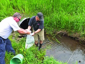 John Schwindt, aquatic biologist with the Upper Thames River Conservation Authority (UTRCA), and Randy Bailey of the Thames River Anglers Association release brook trout into an Upper Avon River tributary northeast of Stratford. (Contributed photo)