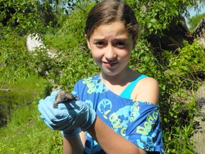 Prince Charles School student Jayme Prince cradles a snapping turtle hatchling about to be released to the wild at Brant Park. (HEATHER IBBOTSON Brantford Expositor)