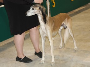 A purebred saluki dog representing Kenora at the Kenora Dog Show in the Keewatin Arena this weekend.
MARNEY BLUNT/MINER AND NEWS