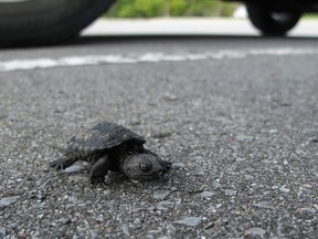 Turtle crossing road