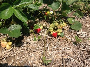 Strawberry season, which typically begins between June 18 and 24, has experienced an exceptionally early start over the past few years.