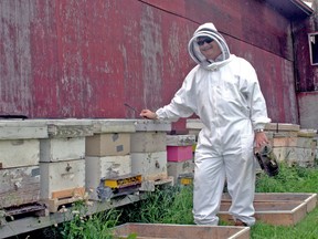 Chatham-area beekeeper Mike Dodok prepares to examine bee hives at one of his apiaries. Over 50% of Dodok's bees died over the past winter.