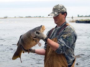 Rob from Ducks Unlimited Canada inspects a carp in Delta Marsh, Friday. Screens have recently been installed to keep the fish from destroying the important local ecosystem which is home to over 30 species of fish and 200 species of birds. (ROBIN DUDGEON/PORTAGE DAILY GRAPHIC/QMI AGENCY)