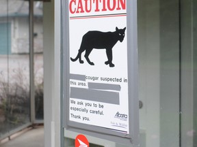 Cougar warning signs have been posted near the entrance of the Wedgewood subdivision. (Aaron Hinks/Daily Herald-Tribune)