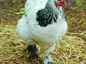 egg-laying chicken