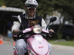 Rae Ann Perrault takes her small dog Sparkhi for a ride on an electric scooter downtown last weekend. The dog was in a backpack secured to Perrault. With summer quickly approaching Saultites are enjoying the warmer weather that comes this time of year.
