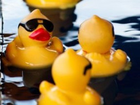 rubber duck race