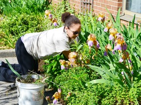 Pictured cleaning out the garden is Grade 11 student Latasha Millette.