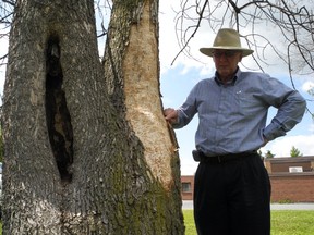 Jim Althouse, parks and landscaping supervisor, points out the impact of the emerald ash borer on a local ash tree.
