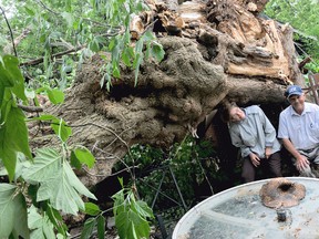 Jozena and Allan Miller didn't hear a thing when a four-foot-wide Manitoba Maple split in three pieces landing on the roof of their house, garage and rental house next door, during Monday evening's storm. Miller said it must have fallen slowly for his wife not to hear it. The couple, who own the homes at both 233 and 237 Sandys St. in Chatham, Ont., were pleased no one was hurt, but sad to see their favourite tree split apart. PHOTO TAKEN CHATHAM, ON., Tuesday June 18, 2013. DIANA MARTIN/ THE CHATHAM DAILY NEWS/ QMI AGENCY