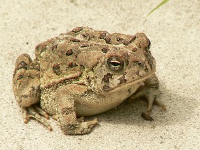 A Kitchener man was fined $2,000 after being found guilty of disturbing a Fowler's toad habitat in Long Point. The toad is listed as an endangered species.  (USFW photo)