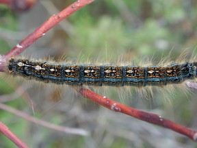 A close up of a forest tent caterpillar.
Submitted by ESRD