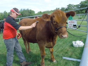 The MacGregor 4-H Beef Club is getting ready for its cattle show and Appreciation Day at the MacGregor Fair on June 29. (Portage Daily Graphic file photo)